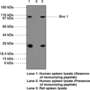 Bnc 1 Polyclonal Antibody