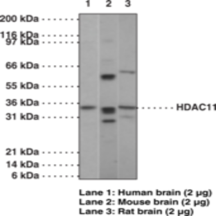 HDAC11 Polyclonal Antibody