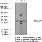 HDAC11 Polyclonal Antibody