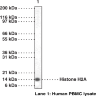 Histone H2A Polyclonal Antibody