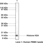 Histone H2A Polyclonal Antibody