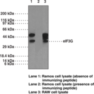 eIF3G Polyclonal Antibody (aa 200-250)