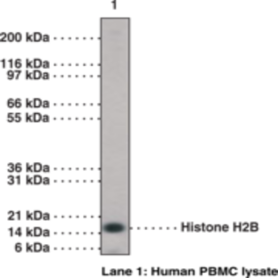 Histone H2B (C-Term) Polyclonal Antibody