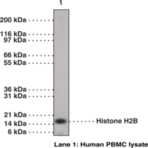 Histone H2B (C-Term) Polyclonal Antibody