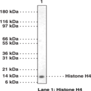 Histone H4 Polyclonal Antibody