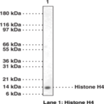 Histone H4 Polyclonal Antibody