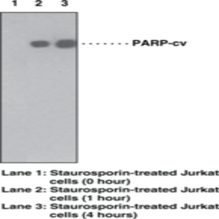 PARP (Cleaved) Monoclonal Antibody