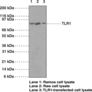 Toll-Like Receptor 1 Polyclonal Antibody