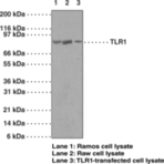 Toll-Like Receptor 1 Polyclonal Antibody