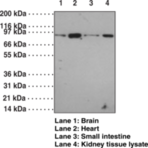 Toll-Like Receptor 12 Polyclonal Antibody