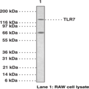 Toll-Like Receptor 7 Polyclonal Antibody