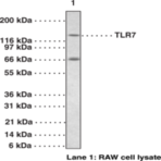 Toll-Like Receptor 7 Polyclonal Antibody