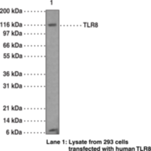 Toll-Like Receptor 8 Monoclonal Antibody (Clone 44C143)