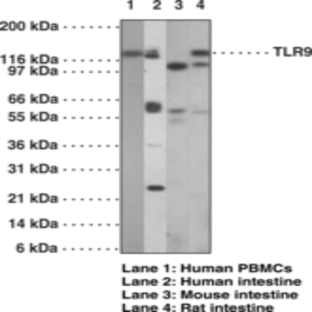 Toll-Like Receptor 9 Monoclonal Antibody (Clone 26C593.2)