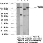 Toll-Like Receptor 9 Monoclonal Antibody (Clone 26C593.2)