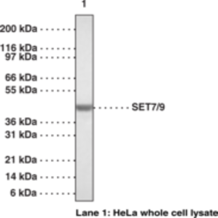 SET7/9 Polyclonal Antibody