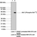 Akt1 (Phospho-Ser473) Monoclonal Antibody (Clone 104A282)