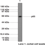 NF-kB (p65) NLS Polyclonal Antibody