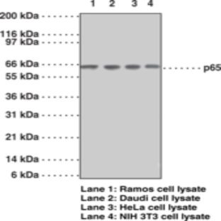 NF-kB (p65) Monoclonal Antibody (Clone 112A1021)