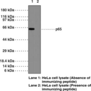 NF-kB (p65) Monoclonal Antibody-biotin (Clone 112A1021)