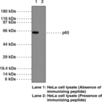 NF-kB (p65) Polyclonal Antibody (aa 2-17)