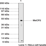 MeCP2 Polyclonal Antibody