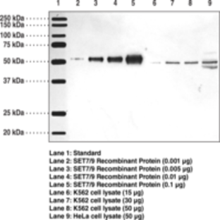 SET7/9 (FL) Polyclonal Antibody