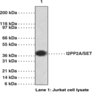 I2PP2A/SET Polyclonal Antibody