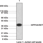 I2PP2A/SET Polyclonal Antibody