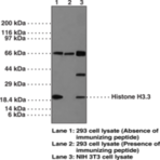 Histone H3.3 Polyclonal Antibody