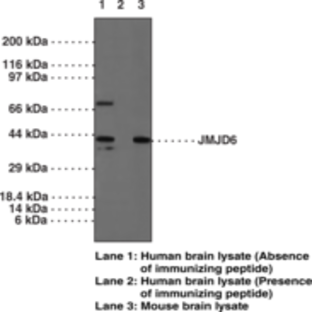 JMJD6 Peptide Affinity-Purified Polyclonal Antibody