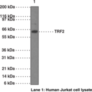 TRF2 Monoclonal Antibody (Clone 4A794.15)