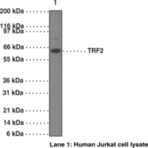 TRF2 Monoclonal Antibody (Clone 4A794.15)