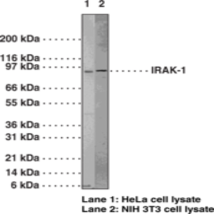 IRAK-1 Polyclonal Antibody