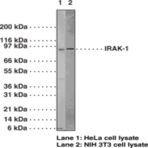 IRAK-1 Polyclonal Antibody