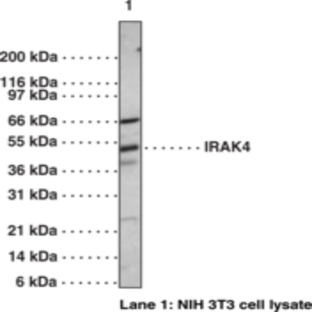 IRAK-4 Polyclonal Antibody