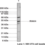 IRAK-4 Polyclonal Antibody