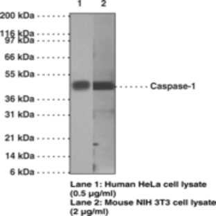 Caspase-1 Monoclonal Antibody (Clone 14F468)