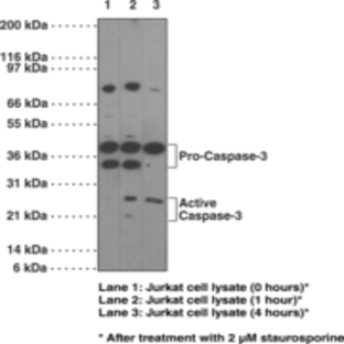 Caspase-3 Monoclonal Antibody (Clone 31A893)