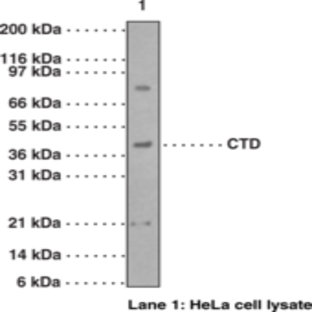 Caspase-9 (carboxy-terminal divergent) Polyclonal Antibody