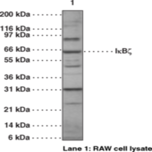 IkBz Polyclonal Antibody