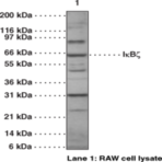 IkBz Polyclonal Antibody