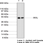 IKK(gamma) Monoclonal Antibody (Clone 72C627)