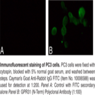 GPR31 (N-Term) Polyclonal Antibody