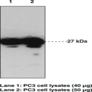 GPR31 (C-Term) Polyclonal Antibody