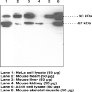 Nrf2 (N-Term) Polyclonal Antibody