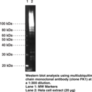 Multiubiquitin Chain Monoclonal Antibody (Clone FK1)