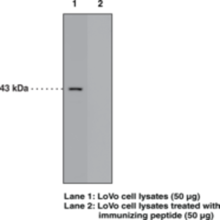 GPR120 (C-Term) Polyclonal Antibody