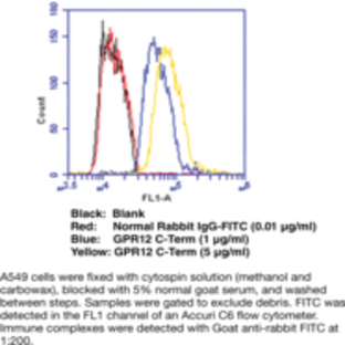 GPR12 (C-Term) Polyclonal Antibody