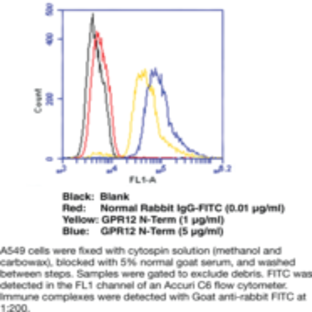 GPR12 (N-Term) Polyclonal Antibody